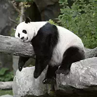 Panda Slide