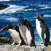 Toboggan Pingouins