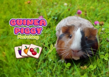 Kecocokan Guinea Pig tangkapan layar permainan